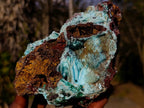 Natural Drusy Coated Chrysocolla Pseudomorph Specimens with Malachite x 3 From Lupoto Mine, Congo