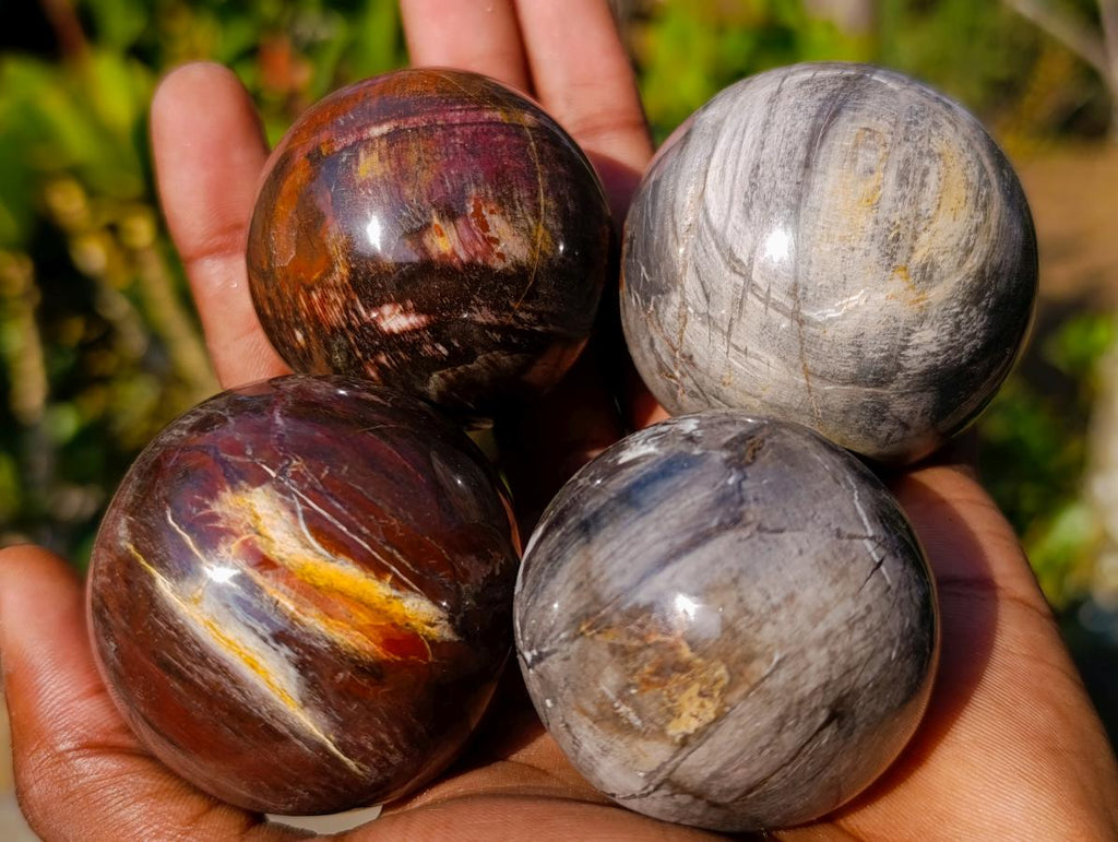 Polished Small Red Podocarpus Petrified Wood Spheres x 12 From Mahajanga, Madagascar
