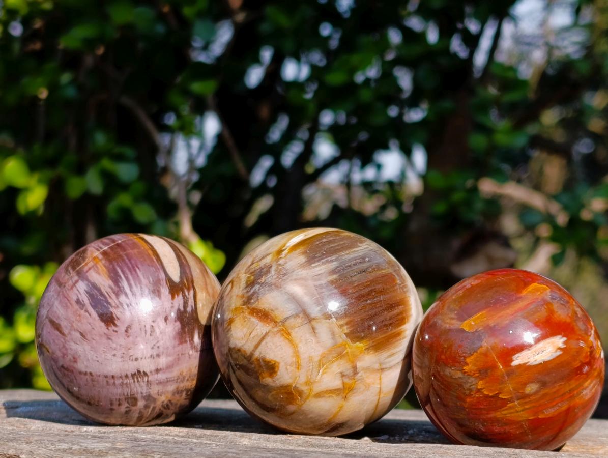 Polished Small Red Podocarpus Petrified Wood Spheres x 12 From Mahajanga, Madagascar