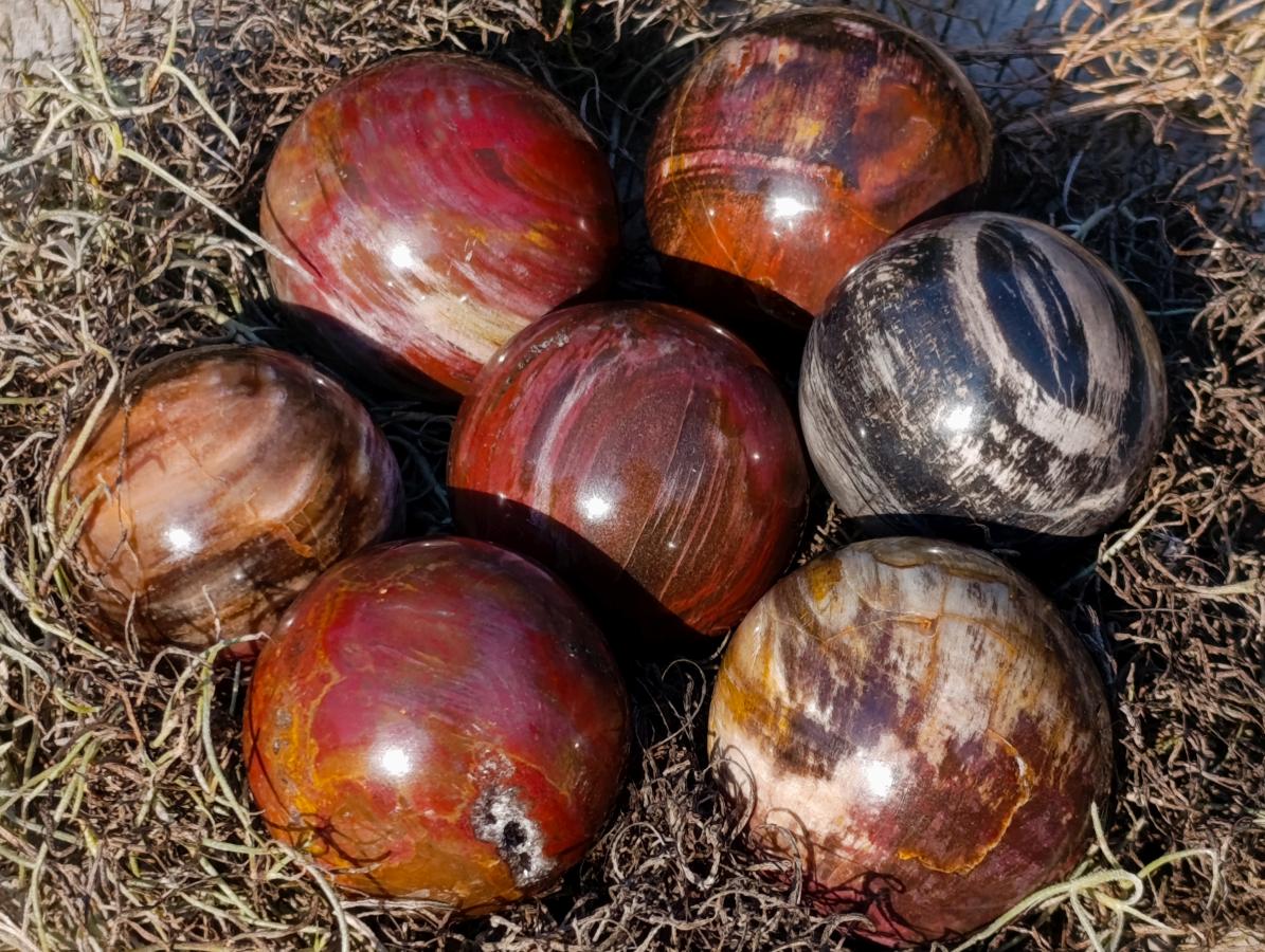 Polished Small Red Podocarpus Petrified Wood Spheres x 12 From Mahajanga, Madagascar