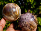 Polished Small Red Podocarpus Petrified Wood Spheres x 12 From Mahajanga, Madagascar