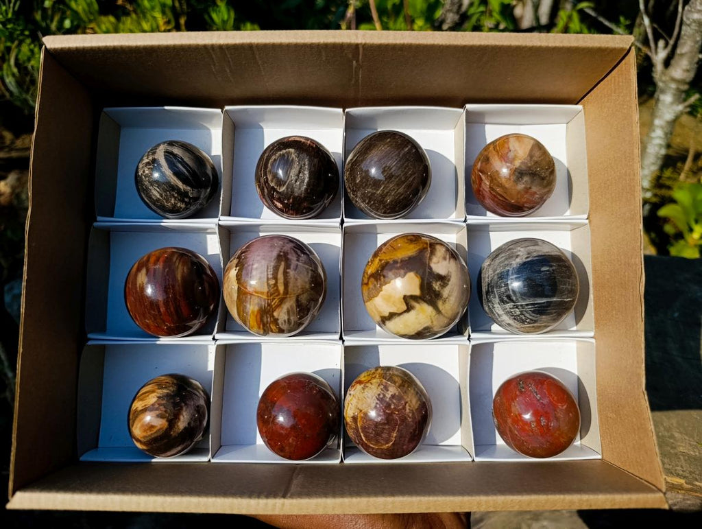 Polished Small Red Podocarpus Petrified Wood Spheres x 12 From Mahajanga, Madagascar