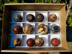 Polished Small Red Podocarpus Petrified Wood Spheres x 12 From Mahajanga, Madagascar