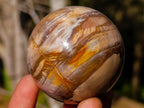 Polished Small Red Podocarpus Petrified Wood Spheres x 12 From Mahajanga, Madagascar