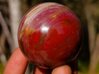 Polished Small Red Podocarpus Petrified Wood Spheres x 12 From Mahajanga, Madagascar