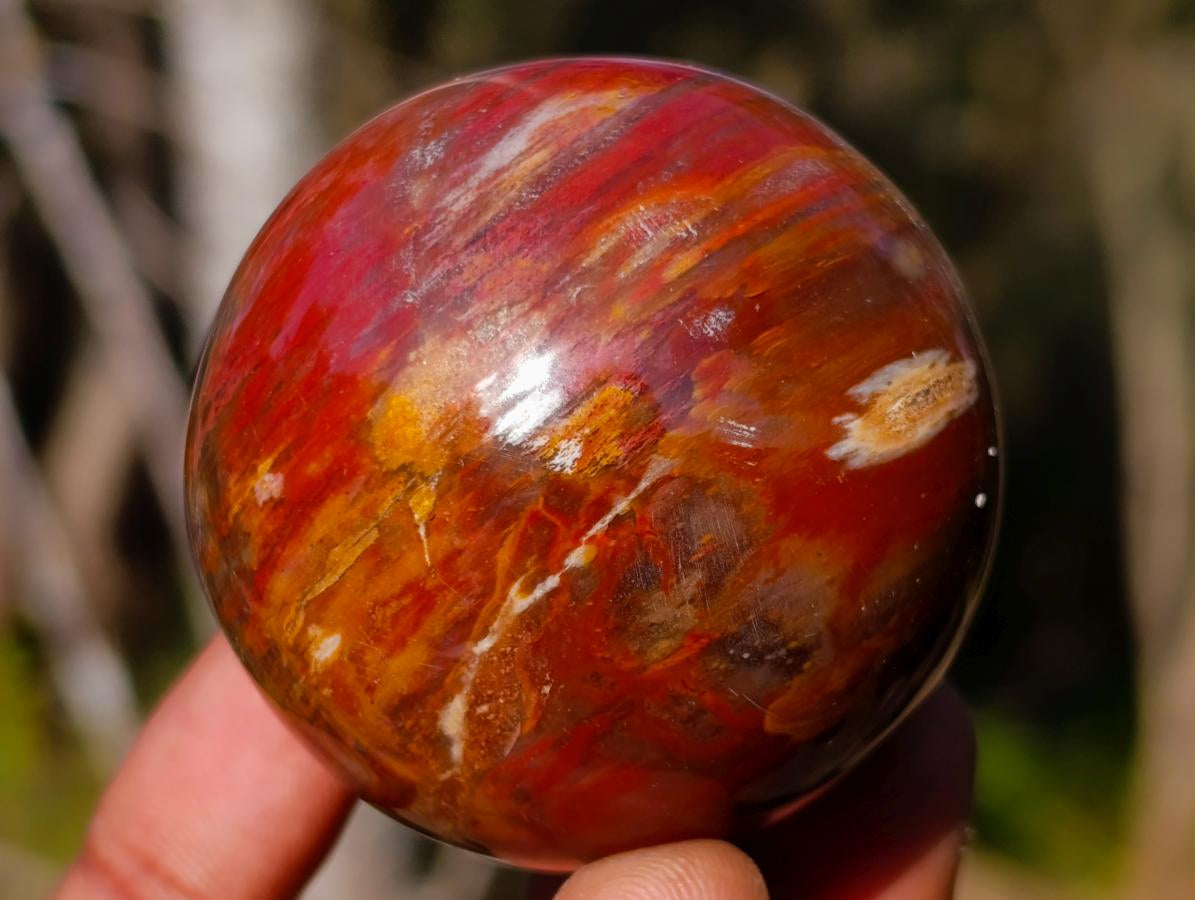 Polished Small Red Podocarpus Petrified Wood Spheres x 12 From Mahajanga, Madagascar