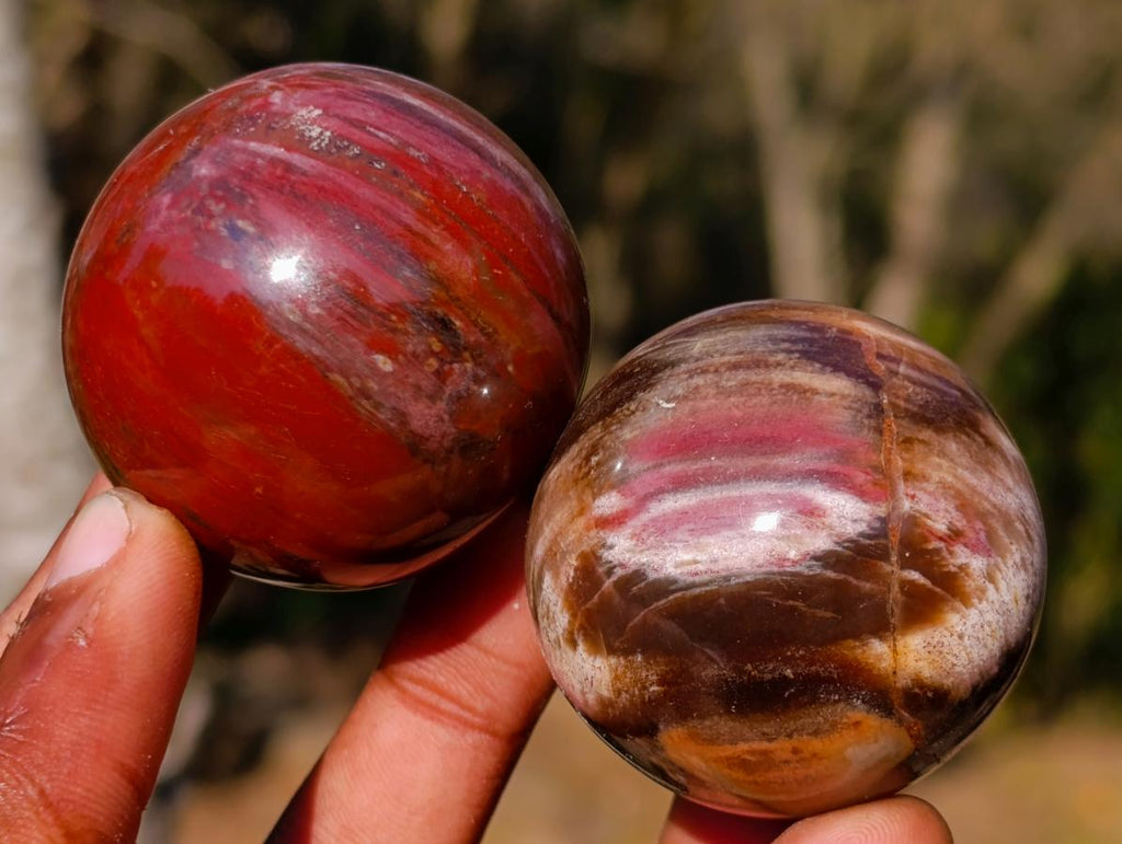 Polished Small Red Podocarpus Petrified Wood Spheres x 12 From Mahajanga, Madagascar