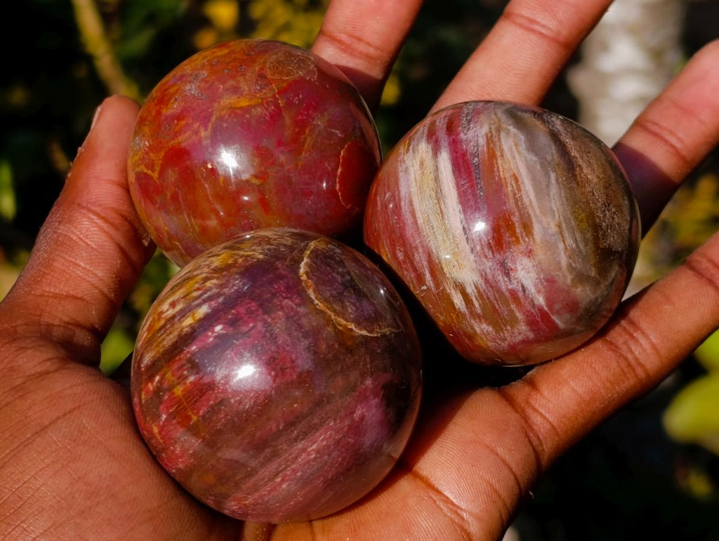 Polished Small Red Podocarpus Petrified Wood Spheres x 12 From Mahajanga, Madagascar