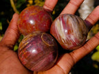 Polished Small Red Podocarpus Petrified Wood Spheres x 12 From Mahajanga, Madagascar