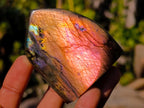 Polished Rare Purple Sunset Flash Labradorite Standing Display Pieces x 12 From Madagascar