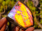 Polished Rare Purple Sunset Flash Labradorite Standing Display Pieces x 12 From Madagascar