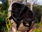 Polished and Natural Septerye Sauvage "Dragons Egg" Geodes x 3 From Mahajanga, Madagascar