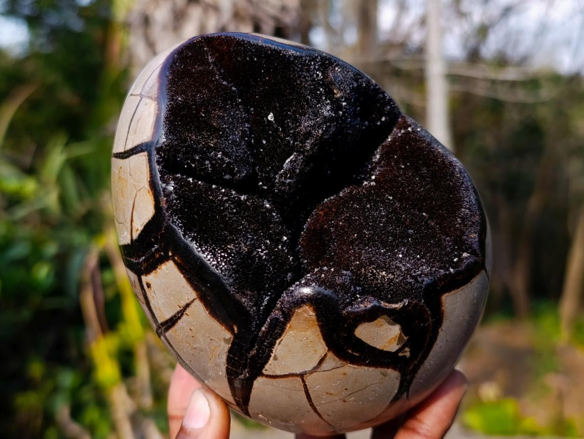 Polished and Natural Septerye Sauvage "Dragons Egg" Geodes x 3 From Mahajanga, Madagascar