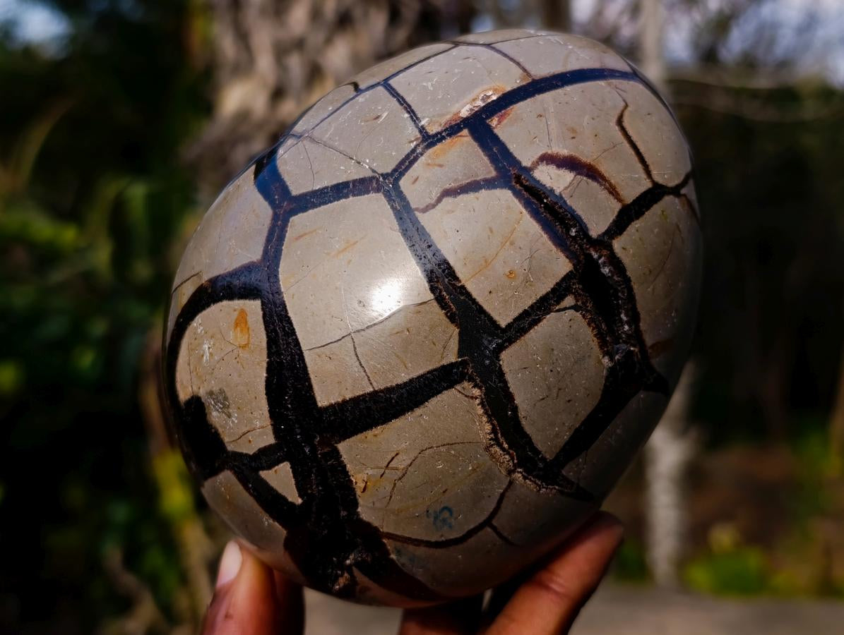 Polished and Natural Septerye Sauvage "Dragons Egg" Geodes x 3 From Mahajanga, Madagascar