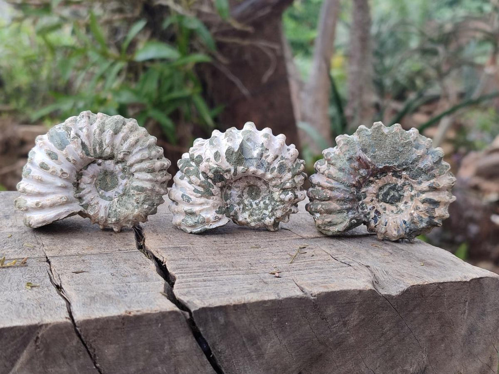 Natural Whole Douvilleiceras Ammolite Ammonite Fossils x 12 From Maintirano, Madagascar