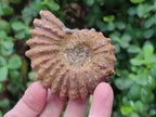 Natural Whole Douvilleiceras Ammolite Ammonite Fossils x 12 From Maintirano, Madagascar