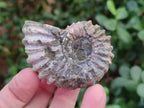 Natural Whole Douvilleiceras Ammolite Ammonite Fossils x 12 From Maintirano, Madagascar