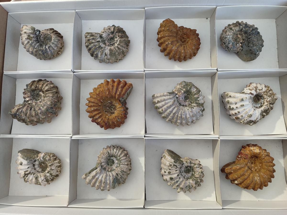 Natural Whole Douvilleiceras Ammolite Ammonite Fossils x 12 From Maintirano, Madagascar