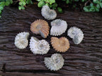 Natural Whole Douvilleiceras Ammolite Ammonite Fossils x 12 From Maintirano, Madagascar