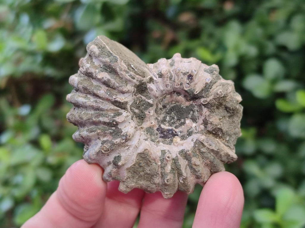 Natural Whole Douvilleiceras Ammolite Ammonite Fossils x 12 From Maintirano, Madagascar