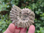 Natural Whole Douvilleiceras Ammolite Ammonite Fossils x 12 From Maintirano, Madagascar