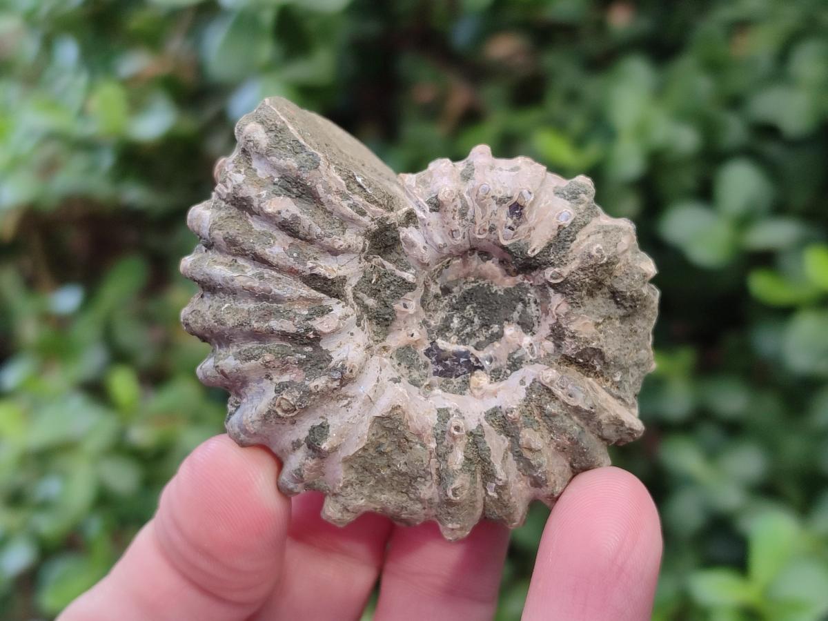 Natural Whole Douvilleiceras Ammolite Ammonite Fossils x 12 From Maintirano, Madagascar