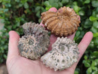 Natural Whole Douvilleiceras Ammolite Ammonite Fossils x 12 From Maintirano, Madagascar