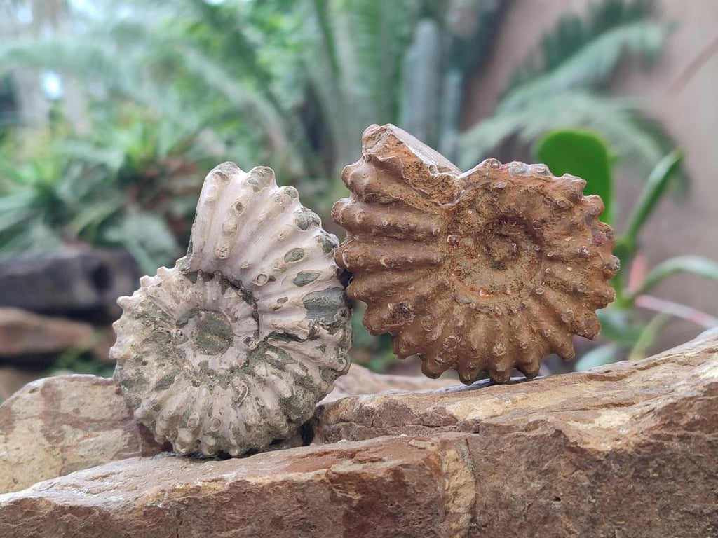 Natural Whole Douvilleiceras Ammolite Ammonite Fossils x 12 From Maintirano, Madagascar