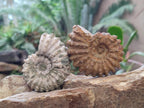 Natural Whole Douvilleiceras Ammolite Ammonite Fossils x 12 From Maintirano, Madagascar