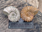 Natural Whole Douvilleiceras Ammolite Ammonite Fossils x 12 From Maintirano, Madagascar