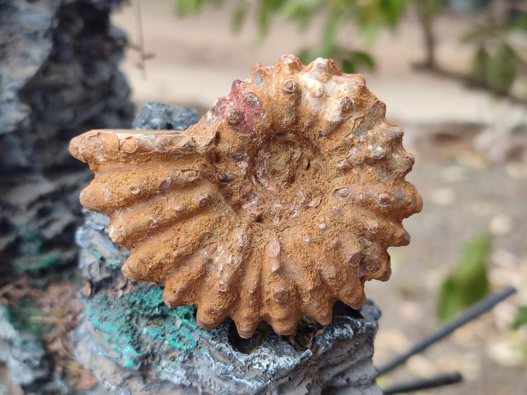 Natural Whole Douvilleiceras Ammolite Ammonite Fossils x 12 From Maintirano, Madagascar