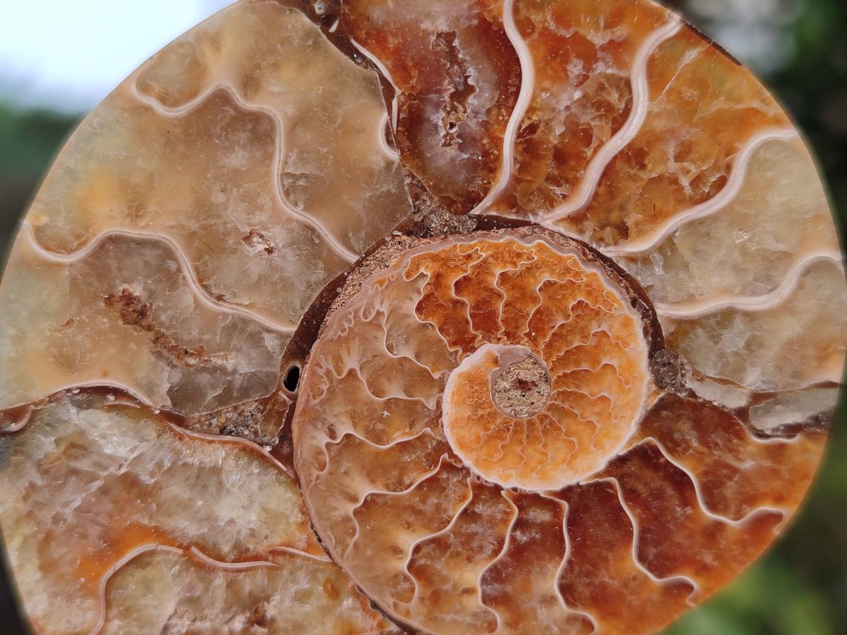 Polished Ammolite Cleoniceras Opalized Ammonite Fossil Pairs x 6 From Tulear, Madagascar