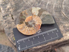Polished Ammolite Cleoniceras Opalized Ammonite Fossil Pairs x 6 From Tulear, Madagascar