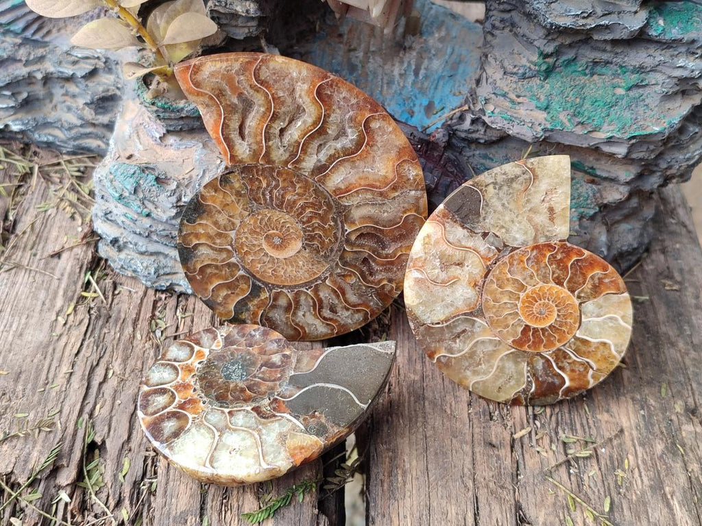 Polished Ammolite Cleoniceras Opalized Ammonite Fossil Pairs x 6 From Tulear, Madagascar