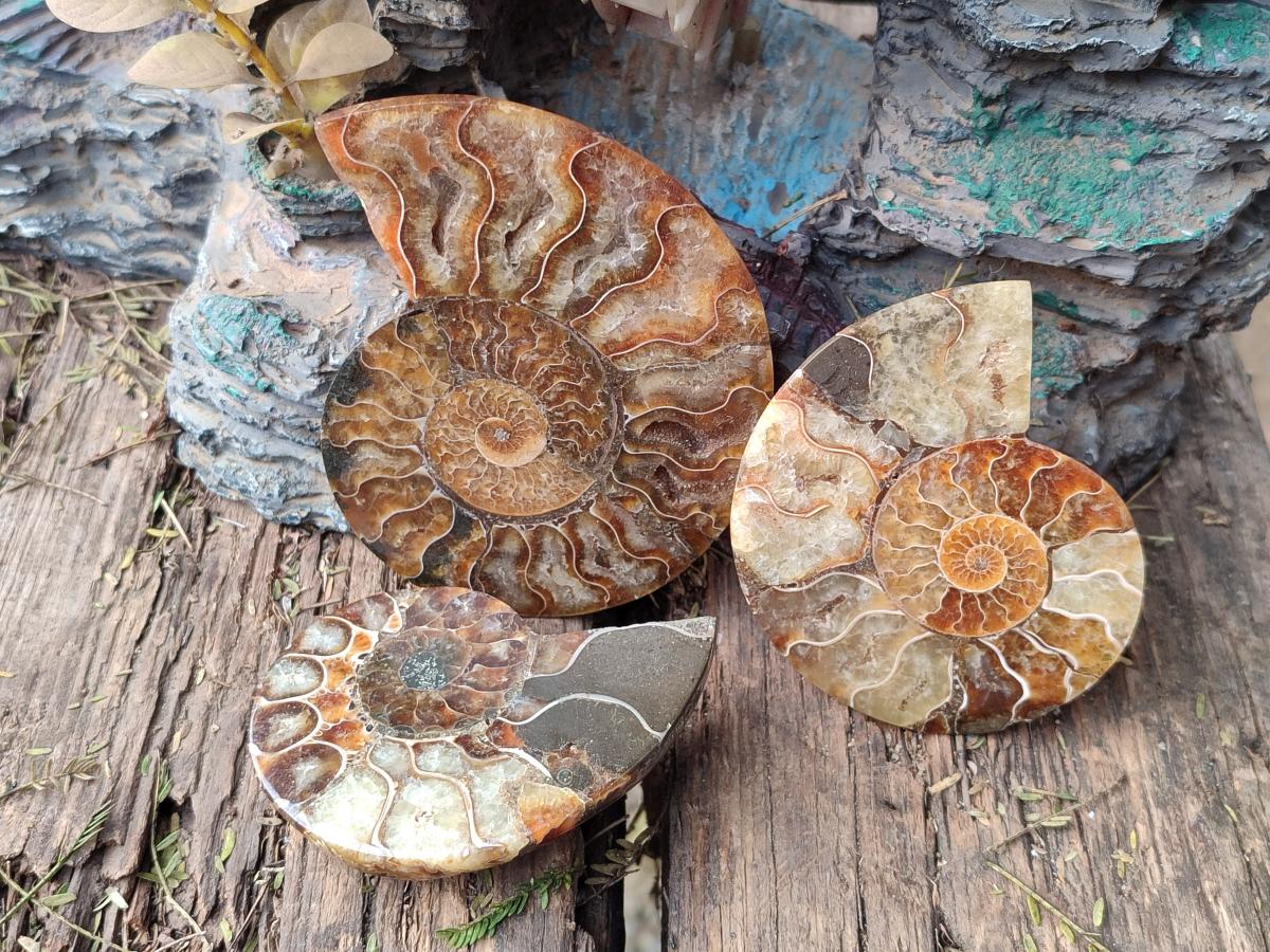 Polished Ammolite Cleoniceras Opalized Ammonite Fossil Pairs x 6 From Tulear, Madagascar
