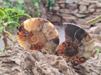 Polished Ammolite Cleoniceras Opalized Ammonite Fossil Pairs x 6 From Tulear, Madagascar