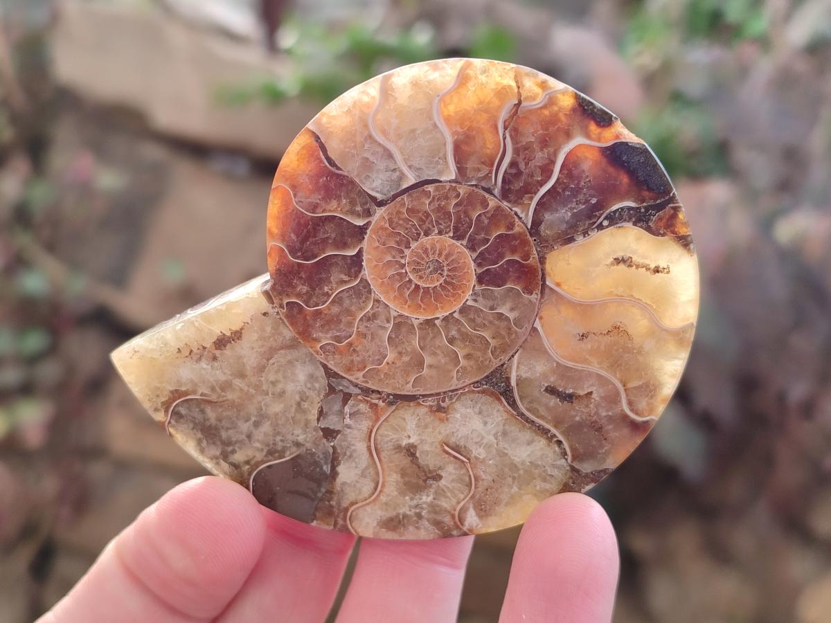 Polished Ammolite Cleoniceras Opalized Ammonite Fossil Pairs x 6 From Tulear, Madagascar