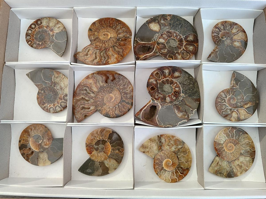 Polished Ammolite Cleoniceras Opalized Ammonite Fossil Pairs x 6 From Tulear, Madagascar