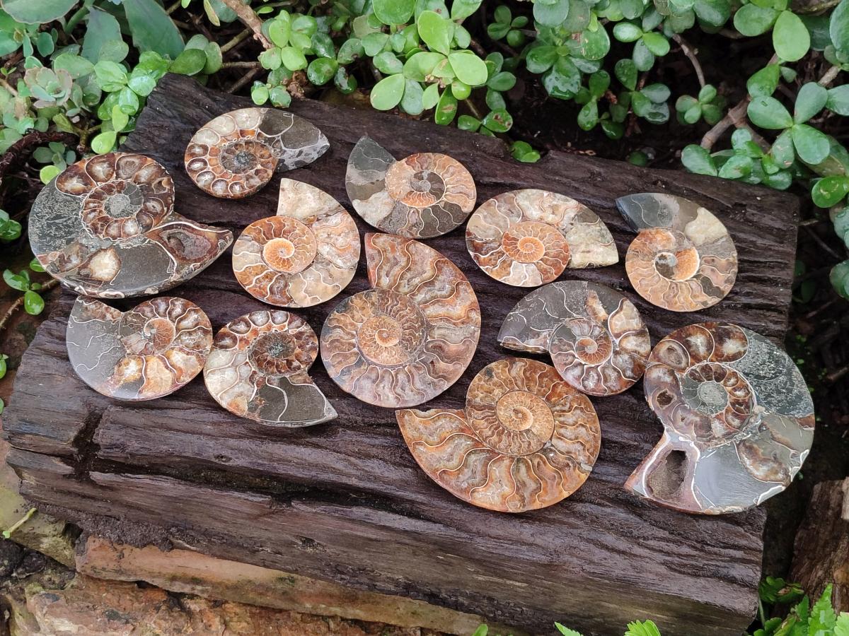 Polished Ammolite Cleoniceras Opalized Ammonite Fossil Pairs x 6 From Tulear, Madagascar