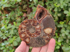 Polished Ammolite Cleoniceras Opalized Ammonite Fossil Pairs x 6 From Tulear, Madagascar