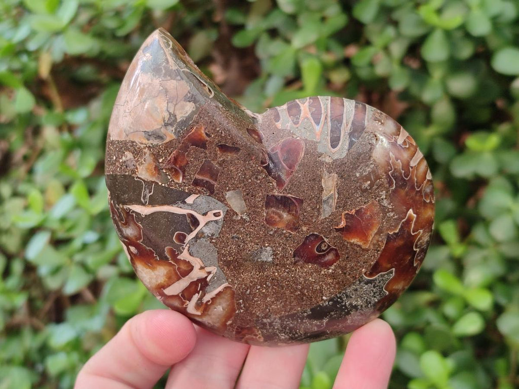 Polished Ammolite Cleoniceras Opalized Ammonite Fossil Pairs x 6 From Tulear, Madagascar