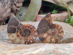 Polished Ammolite Cleoniceras Opalized Ammonite Fossil Pairs x 6 From Tulear, Madagascar