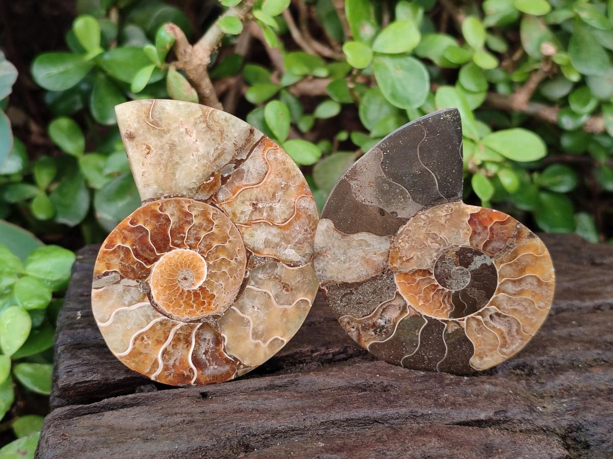 Polished Ammolite Cleoniceras Opalized Ammonite Fossil Pairs x 6 From Tulear, Madagascar