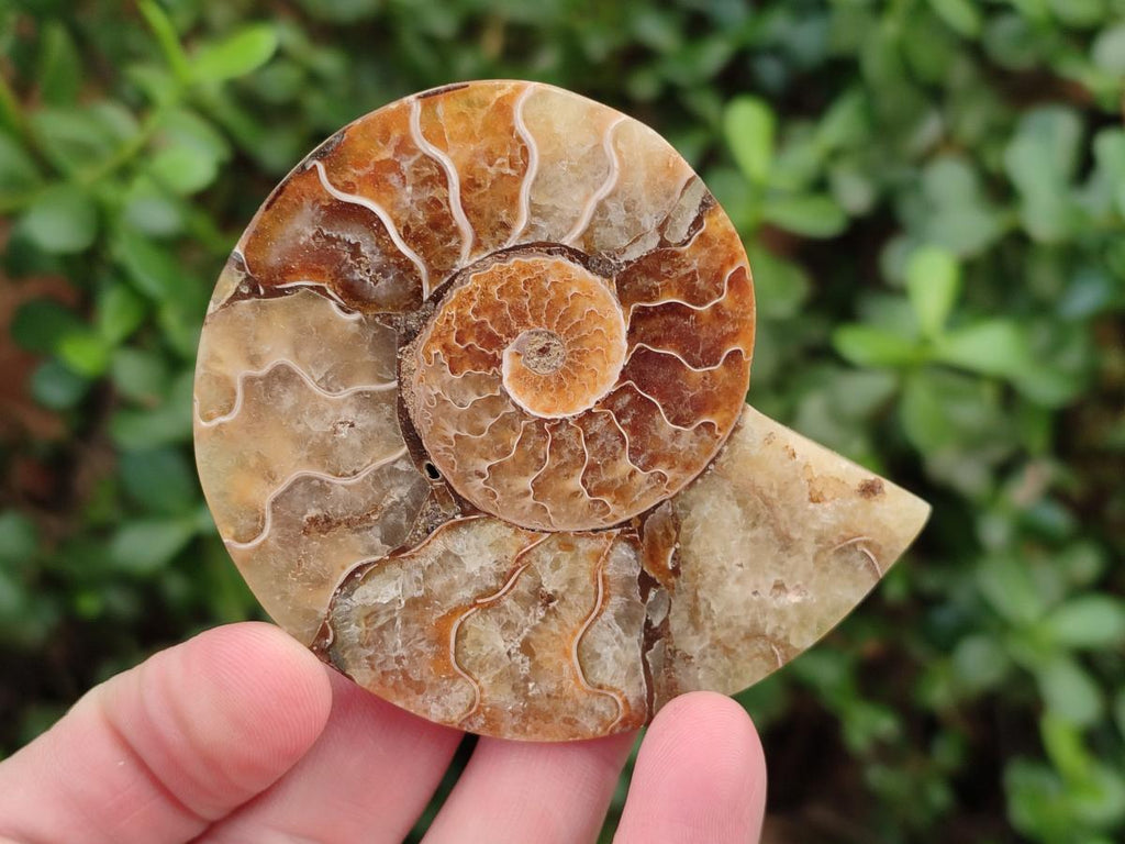 Polished Ammolite Cleoniceras Opalized Ammonite Fossil Pairs x 6 From Tulear, Madagascar