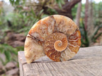 Polished Ammolite Cleoniceras Opalized Ammonite Fossil Pairs x 6 From Tulear, Madagascar