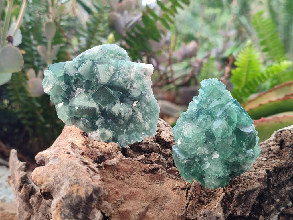 Natural Green Cubic Fluorite Specimens x 12 From Mandrosonoro, Madagascar