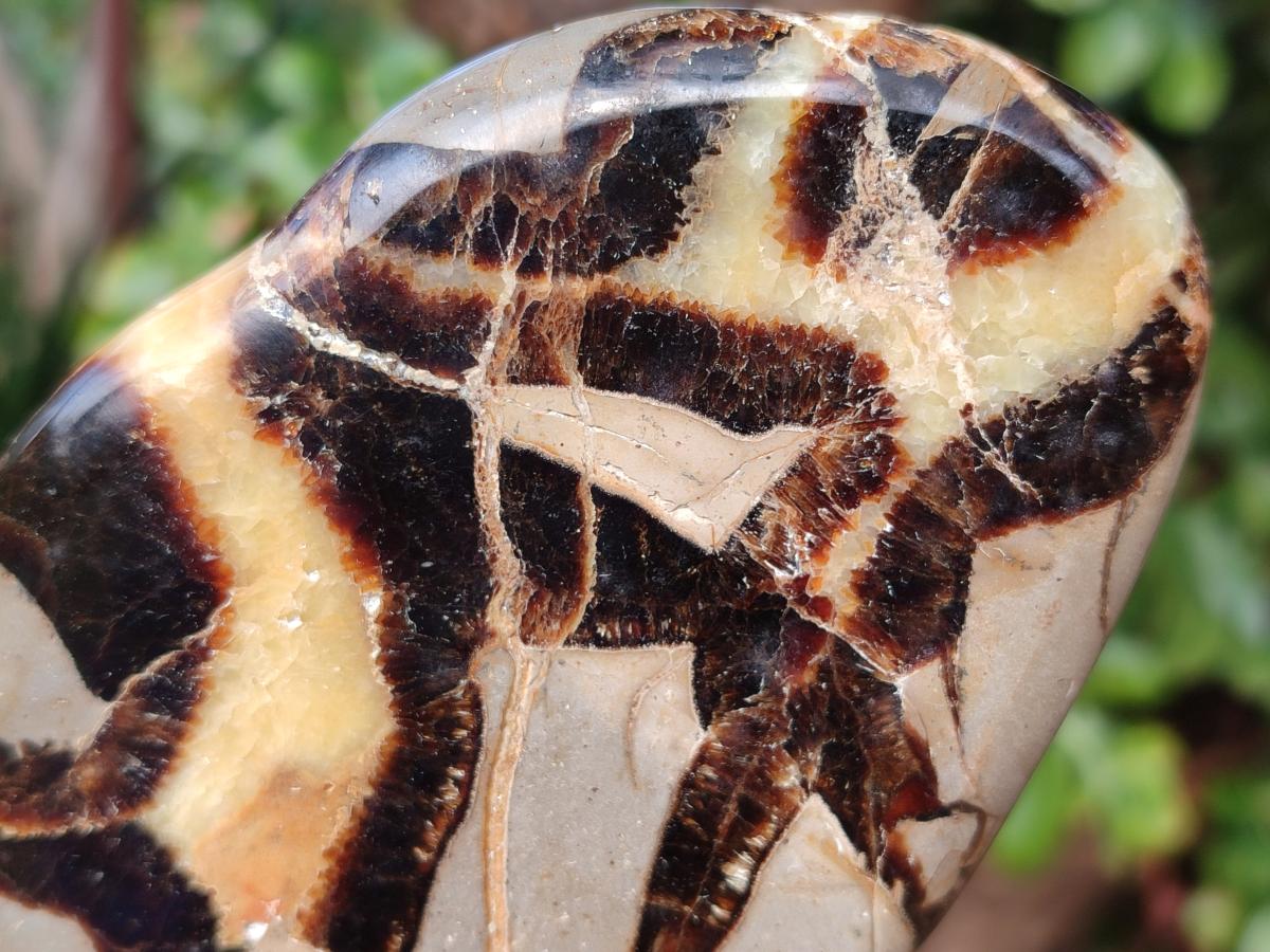 Polished Septerye Slices x 6 From Mahajanga, Madagascar