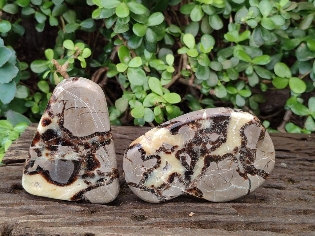 Polished Septerye Slices x 6 From Mahajanga, Madagascar