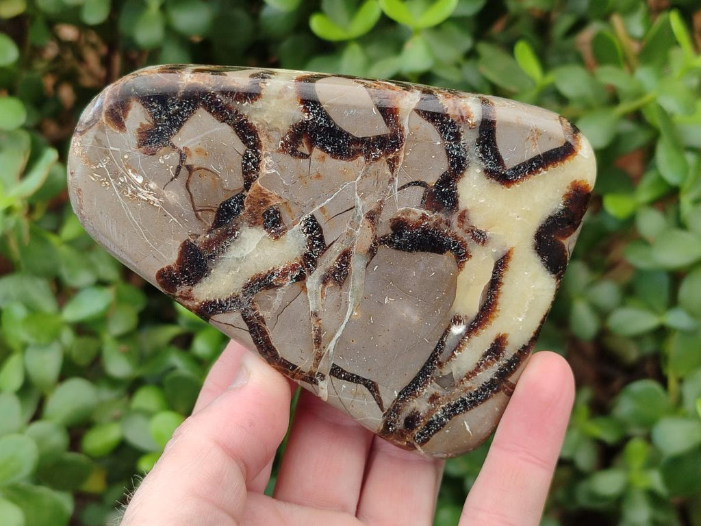 Polished Septerye Slices x 6 From Mahajanga, Madagascar