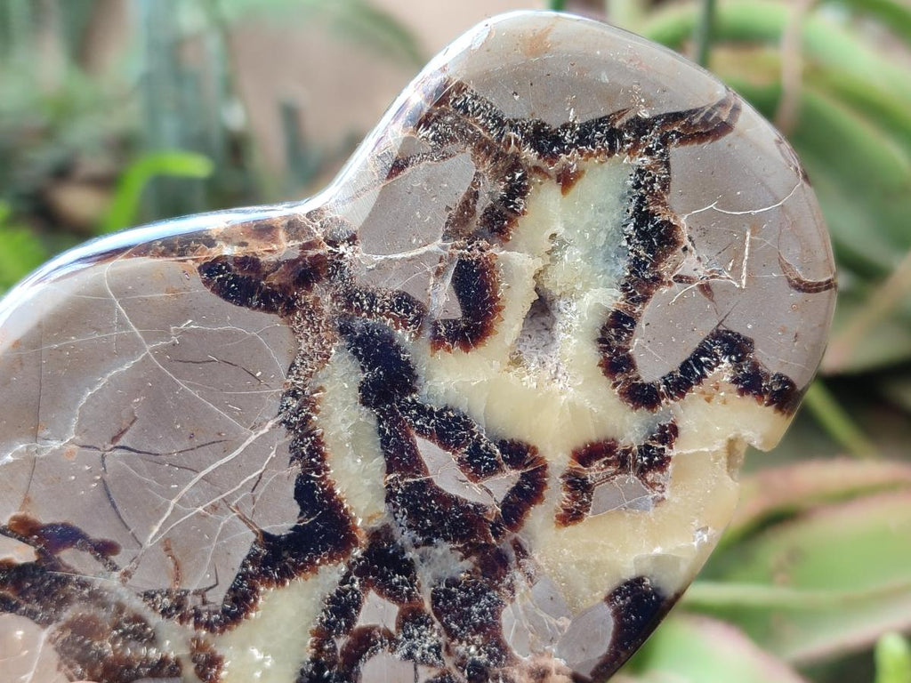 Polished Septerye Slices x 6 From Mahajanga, Madagascar